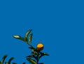 Kumquat tree with fruit and leavesÃÂ - Line drawn